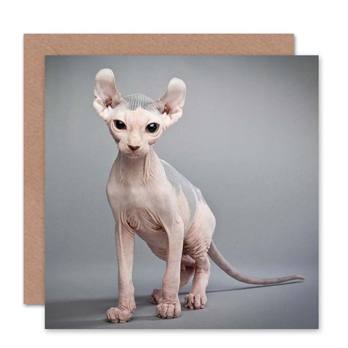 Sphynx cat bald - sphynx,