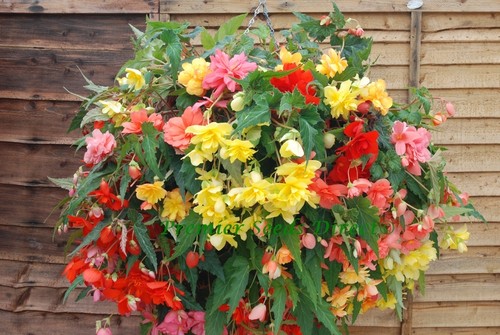 Flower begonia tuberous - flower,