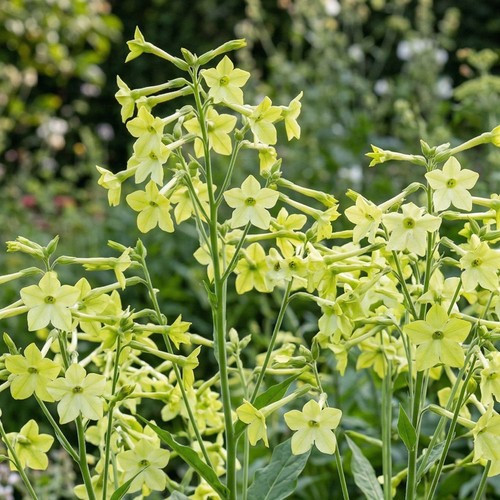 Nicotiana sirius lime - sirius, fragrant