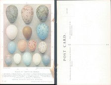 Eggs of British birds Waterlow Sons Limited Animals Art Nature