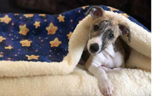 Navy Stars Fleece Dog Bed -