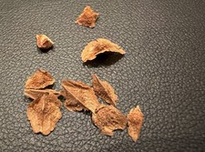 10 Boswellia Sacra Seeds -