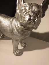 Silvery french bull terrier