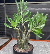 Pachypodium Saundersii WYSIWYG Own Root Boutique