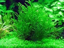 Fontinalis antipyretica 5 - fontinalis,