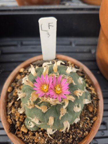 Rare seed grown - rare, cactus