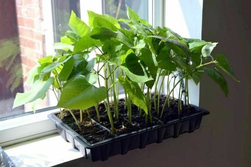 Runner bean lady plug - bean,