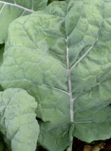 Kale thousandhead perennial - thousandhead,