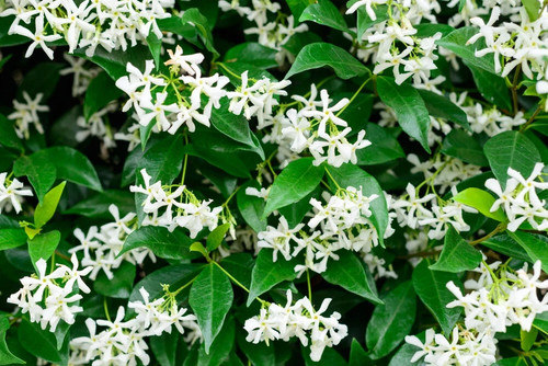 White trachelospermum - white,