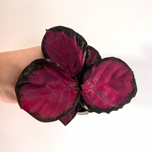 Calathea roseopicta crimson - roseopicta,