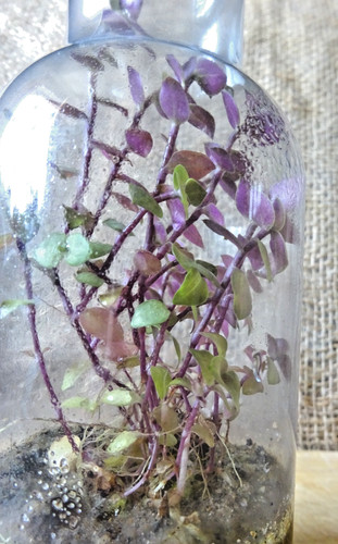 Small terrarium jar - small,