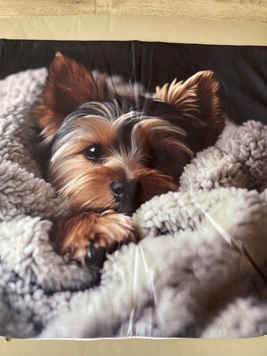 Yorkshire terrier dog winter - yorkshire,