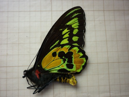 Entomology butterfly - entomology,