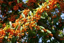 150 Firethorn Seeds