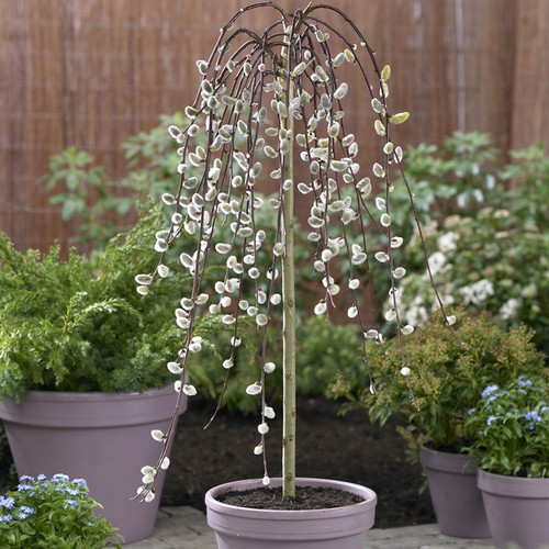 Weeping willow salix - weeping,