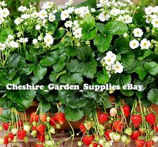 ×6 Med Summer Breeze Snow