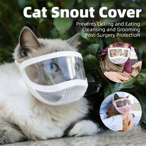 Small pet dog - cat, muzzle