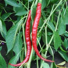 3x Pepper Long Slim Red Cayenne Chilli Plug Plants - End of April'25