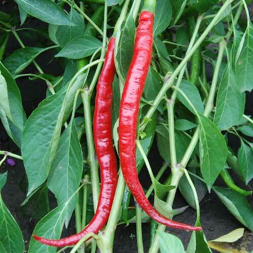 Pepper long slim - pepper,
