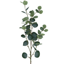 3 Stems of  Green Eucalyptus