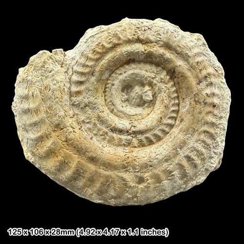 Hildoceras fossil ammonite - hildoceras,