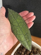 Hoya Clemensiorum Dark Leaf