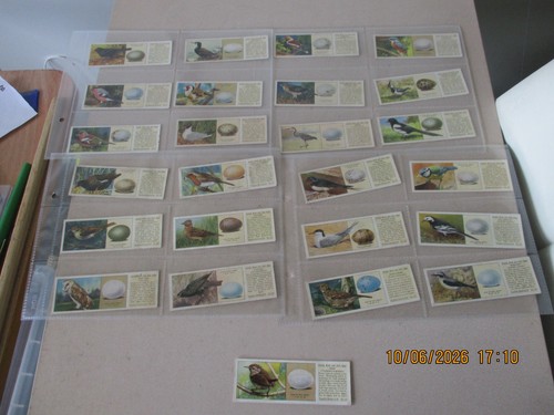 Typhoo british birds - british, their