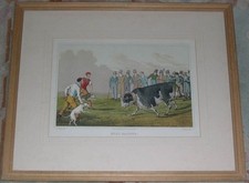 RARE LARGE ANTIQUE PITBULL TERRIER BULL BAITING COLOUR DOG PRINT 1820 BY H ALKEN