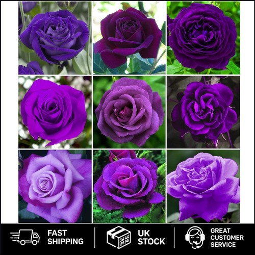 Potted purple rose bush - potted,