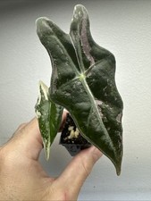 Alocasia Nobilis Pink variegata - very rare variegated Aroid Plant 11ANV06