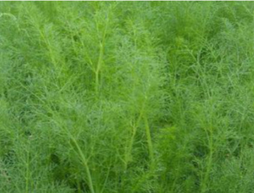 Herb fennel seeds - herb,