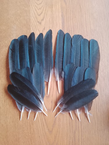 European carrion crow wing - european,