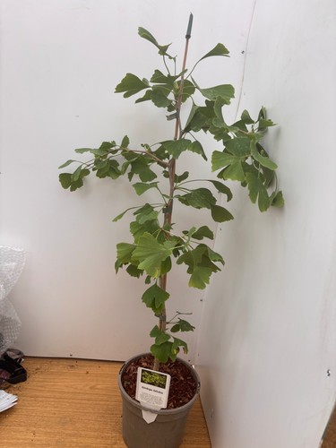 Gingko biloba litre - litre, in