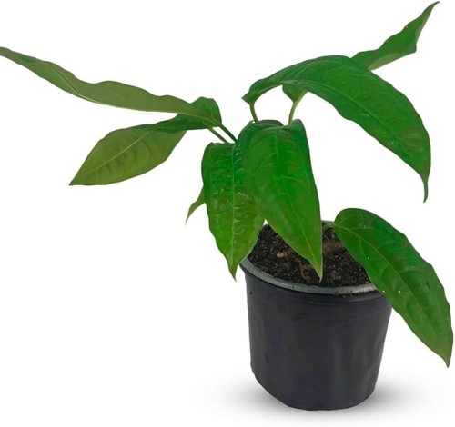Monstera super narrow - super,