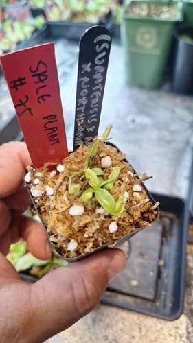 Nepenthes suratensis x - (suratensis,