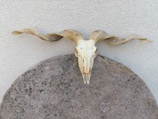 taxidermy Giant Racka Ram