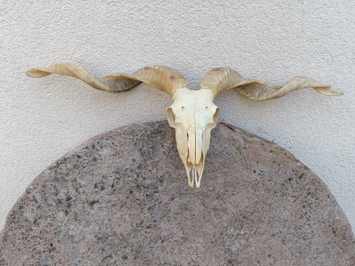 Taxidermy giant racka ram - taxidermy,