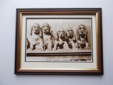 DOG PHOTO'S - COCKER SPANIEL