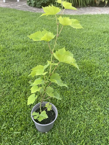 Black grapevine height approx - black,