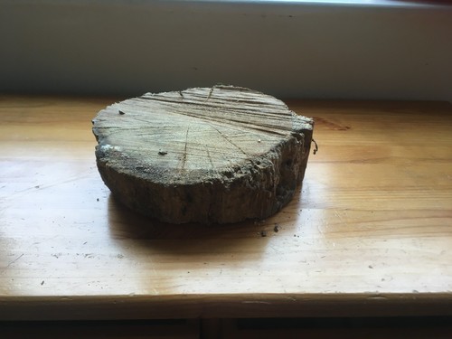 Oak wood tree - , slab