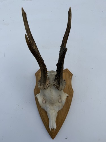 Wall mounted roe buck - mounted,