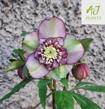 Helleborus orientalis Single Pink Picotee Violetta Anemone Hellebore 3 Litre Pot