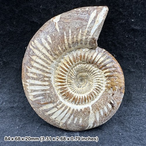 Perisphinctes ammonite fossil