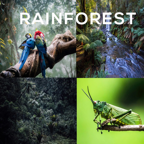 Jungle rainforest nature - rainforest,
