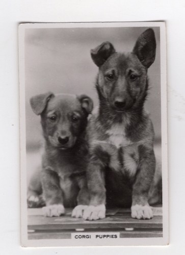 Dogs cigarette card - card, #16