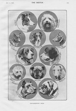 NON-SPORTING DOGS Collie