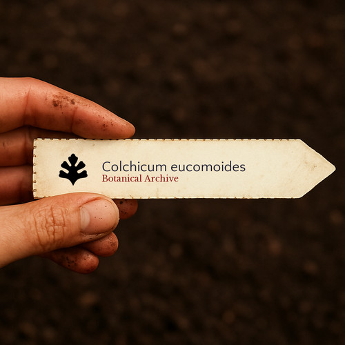 Colchicum eucomoides seeds - colchicum,