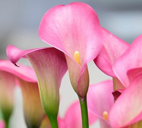 Rehmanni calla lily - bulbs, for
