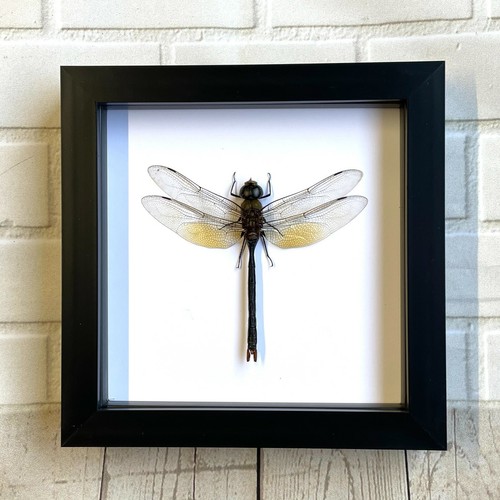 Green emperor dragonfly anax - emperor, (anax