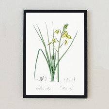 Antique Flower Botanical